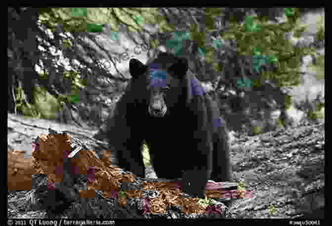 A Black Bear In Sequoia National Park Sequoia And Kings Canyon National Parks: Your Complete Hiking Guide