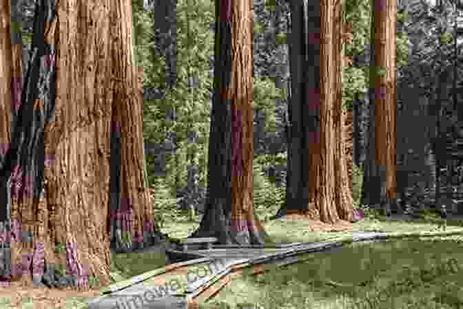 A Towering Grove Of Giant Sequoia Trees In Sequoia National Park Sequoia And Kings Canyon National Parks: Your Complete Hiking Guide