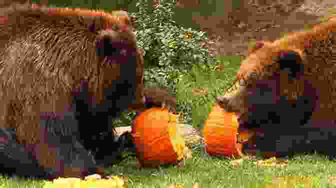 Bitigaio Bear Sharing Pumpkin Seeds With His Friends Bitigaio Bear And The Pumpkin Seeds