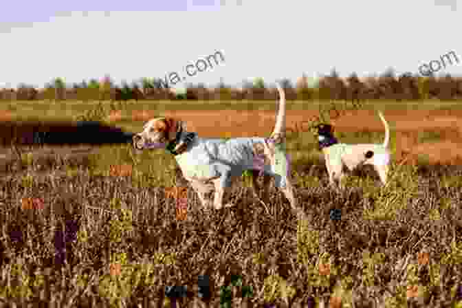 Hunting Dogs In The Field Beka Cooper: The Hunt Records: Terrier Bloodhound Mastiff