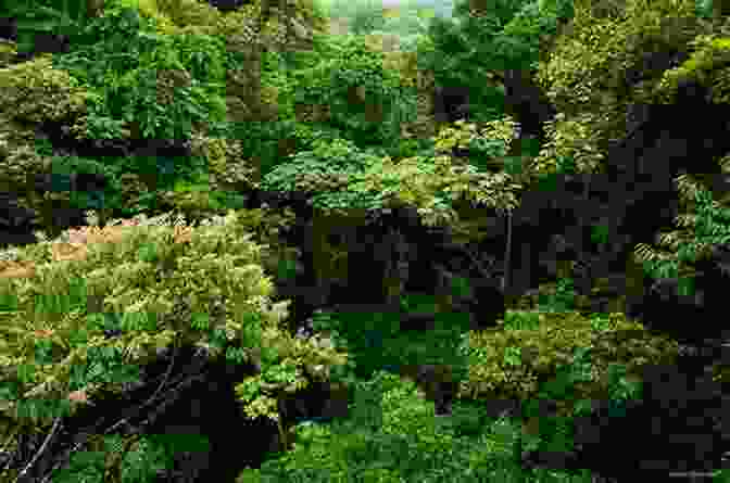 Panoramic View Of Rainforest Canopy TOP 3 UNSEEN OF THAILAND: MOMENT FOR TRAVEL