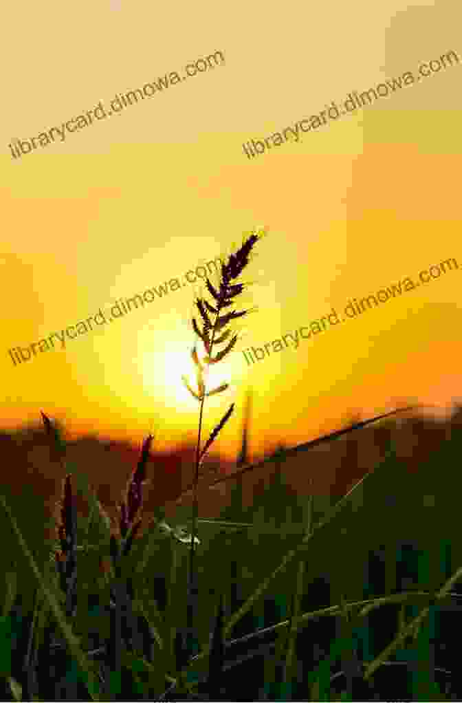 Photographer Capturing Sunset Over Rice Paddy TOP 3 UNSEEN OF THAILAND: MOMENT FOR TRAVEL