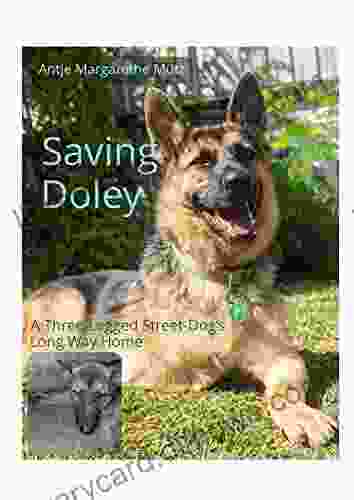 Saving Doley: A Three Legged Street Dog S Long Way Home